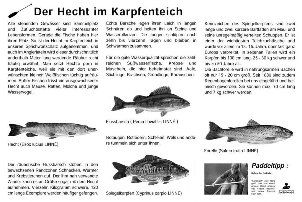 Hecht im Karpfenteich